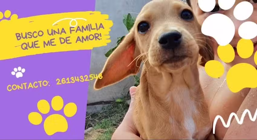 Urgencias Veterinarias