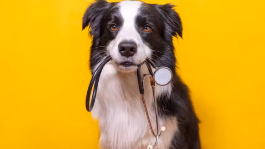Vet Care