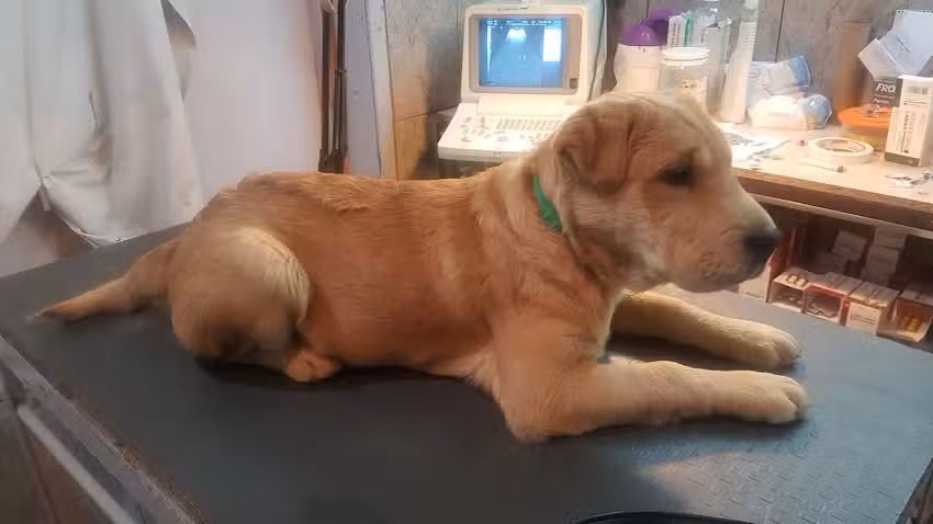 Vet. Taibo y Tienda Canito