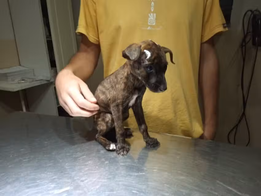 Veterinaria