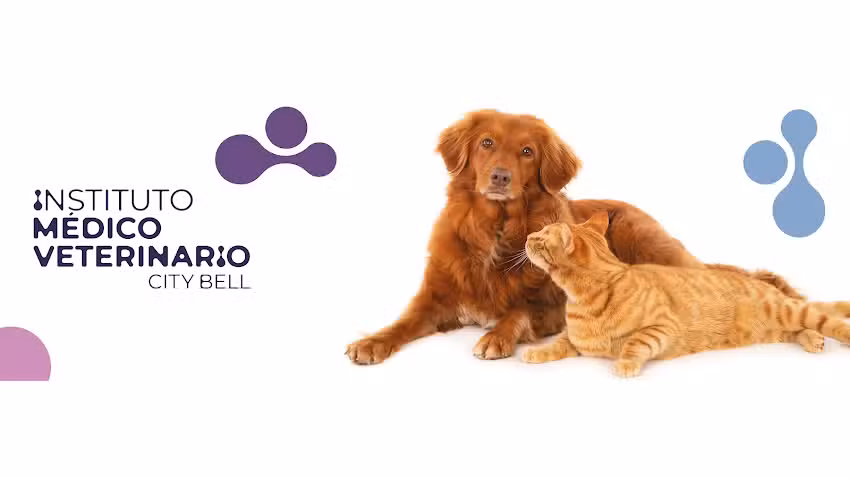 Veterinaria 24hs &ndash; IMV City Bell