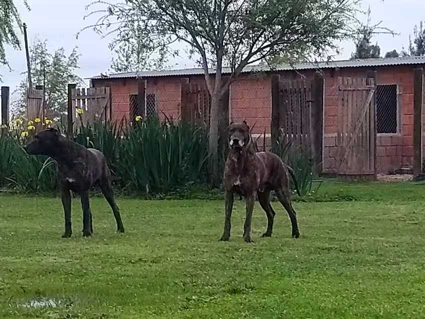 Veterinaria