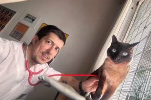 Veterinaria a domicilio