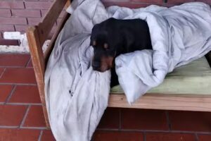 Veterinaria a domicilio Cristina Lopez