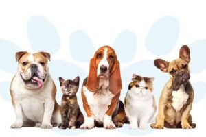 Veterinaria a domicilio en Florencio Varela