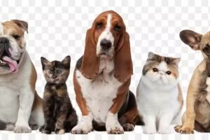 Veterinaria a domicilio en Quilmes Oeste