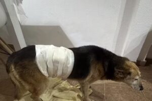 Veterinaria a domicilio Eva Romero