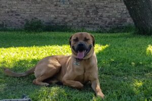 Veterinaria a domicilio. Funes, Fisherton y Roldán. Med. Vet. Virginia Bisbal.