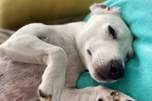 Veterinaria a domicilio Jazm&iacute;n NU&Ntilde;EZ