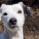 Veterinaria a domicilio Jazm&iacute;n PUERTO MADERO