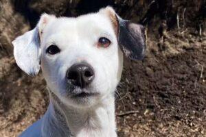 Veterinaria a domicilio Jazmín PUERTO MADERO