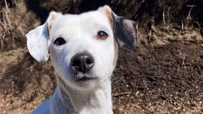 Veterinaria a domicilio Jazm&iacute;n PUERTO MADERO
