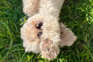 Veterinaria a domicilio Jazmin VTE LOPEZ