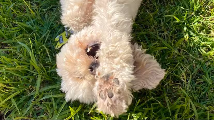 Veterinaria a domicilio Jazmin VTE LOPEZ