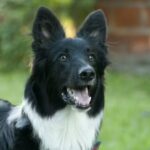 Veterinaria Aires de Campo