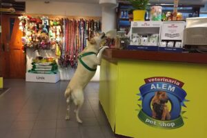 Veterinaria Alem Granaderos