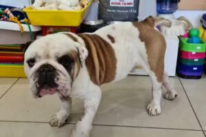 Veterinaria Alem Paseo del Jockey