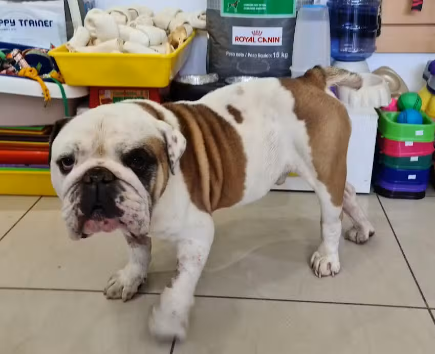 Veterinaria Alem Paseo del Jockey