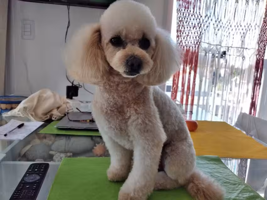 Veterinaria Alem &ndash; Temperley