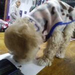 Veterinaria Ameghino