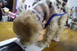 Veterinaria Ameghino