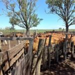 Veterinaria Ameghino