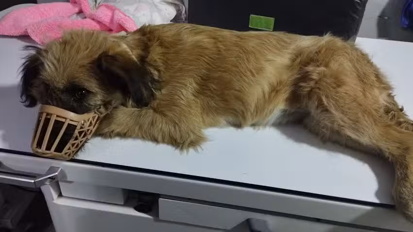 VETERINARIA AMERICA