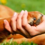 VETERINARIA AMORES PERROS