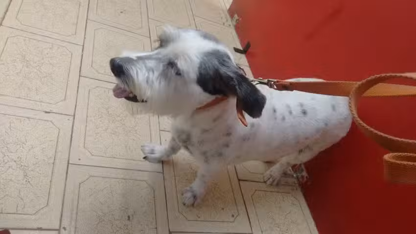 Veterinaria Amores Perros 2