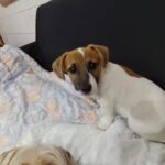 Veterinaria Animal Care