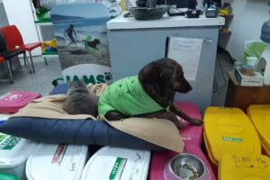 Veterinaria &ldquo;Animal doctor&rdquo;