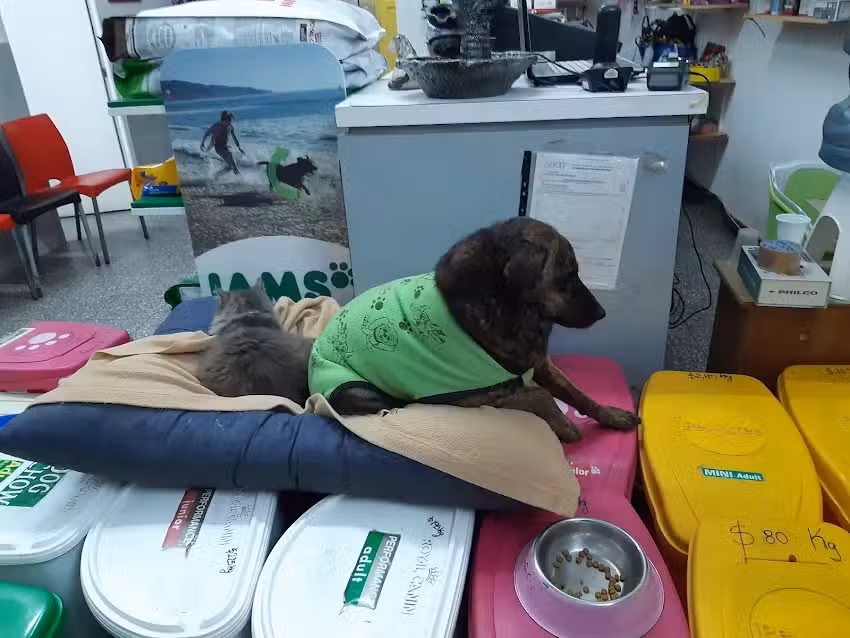 Veterinaria &ldquo;Animal doctor&rdquo;