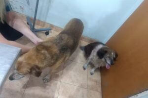 Veterinaria Animania