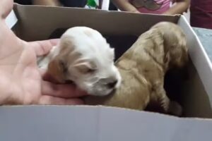 Veterinaria Arai Pora