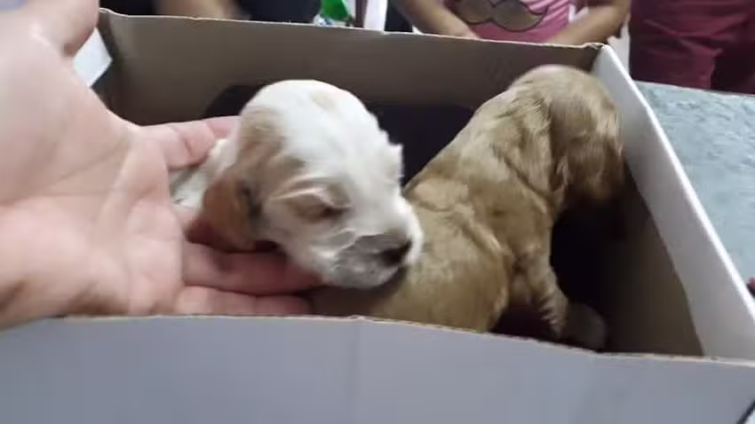 Veterinaria Arai Pora