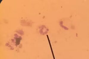 Veterinaria Arbolito