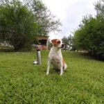 VETERINARIA ARGENTINA