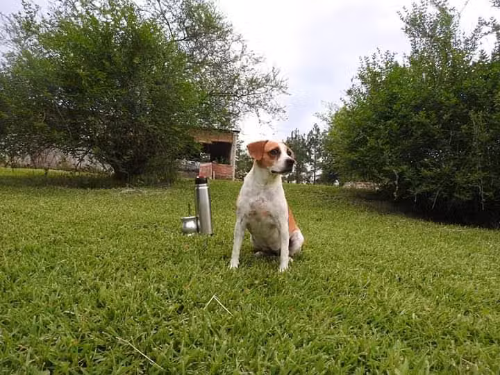 VETERINARIA ARGENTINA