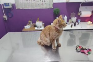 Veterinaria Argentina