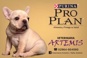 Veterinaria Artemis