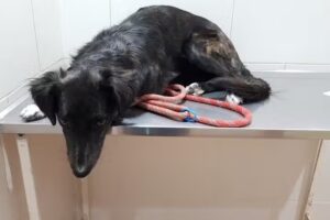 Veterinaria Barba&rsquo;s