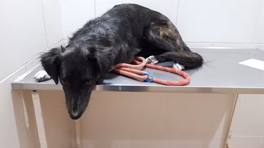 Veterinaria Barba&rsquo;s