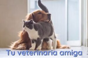 Veterinaria Barranquitas