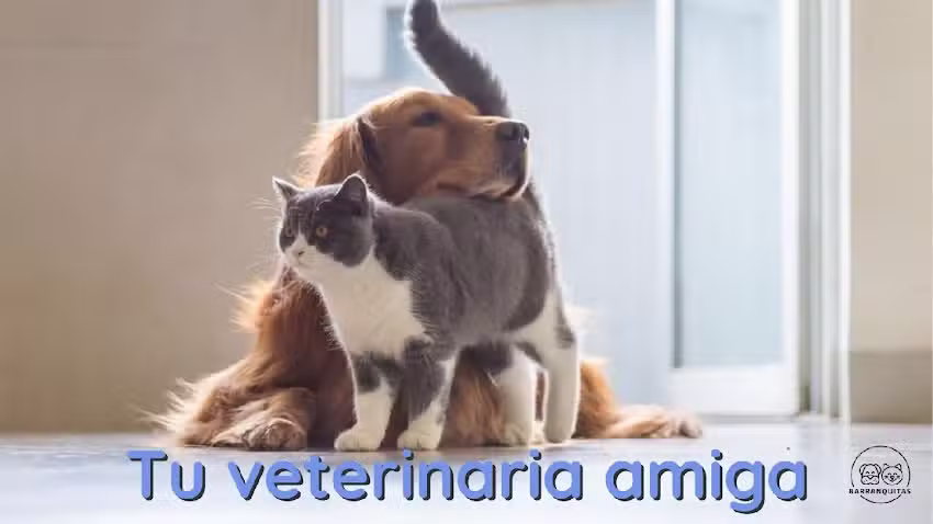 Veterinaria Barranquitas