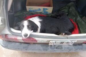 Veterinaria Barrantes