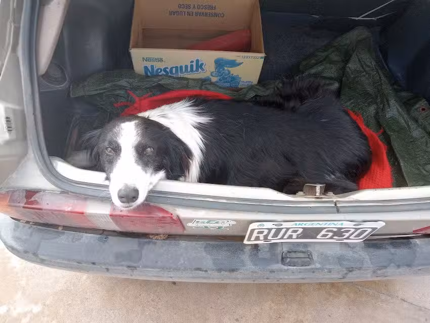 Veterinaria Barrantes