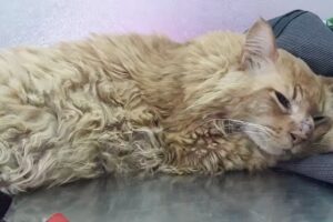 Veterinaria belfos, Oncología y Clinica general.