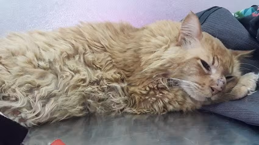 Veterinaria belfos, Oncolog&iacute;a y Clinica general.