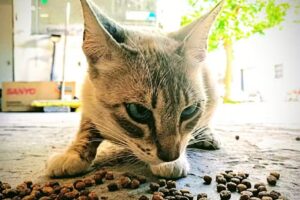 Veterinaria Belgrano