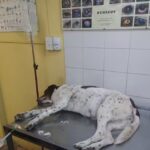 Veterinaria Belgrano Sur